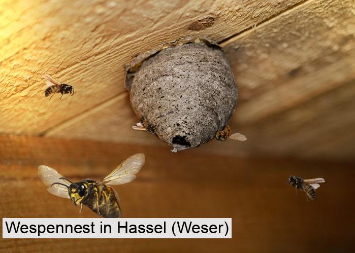 Wespennest in Hassel (Weser)